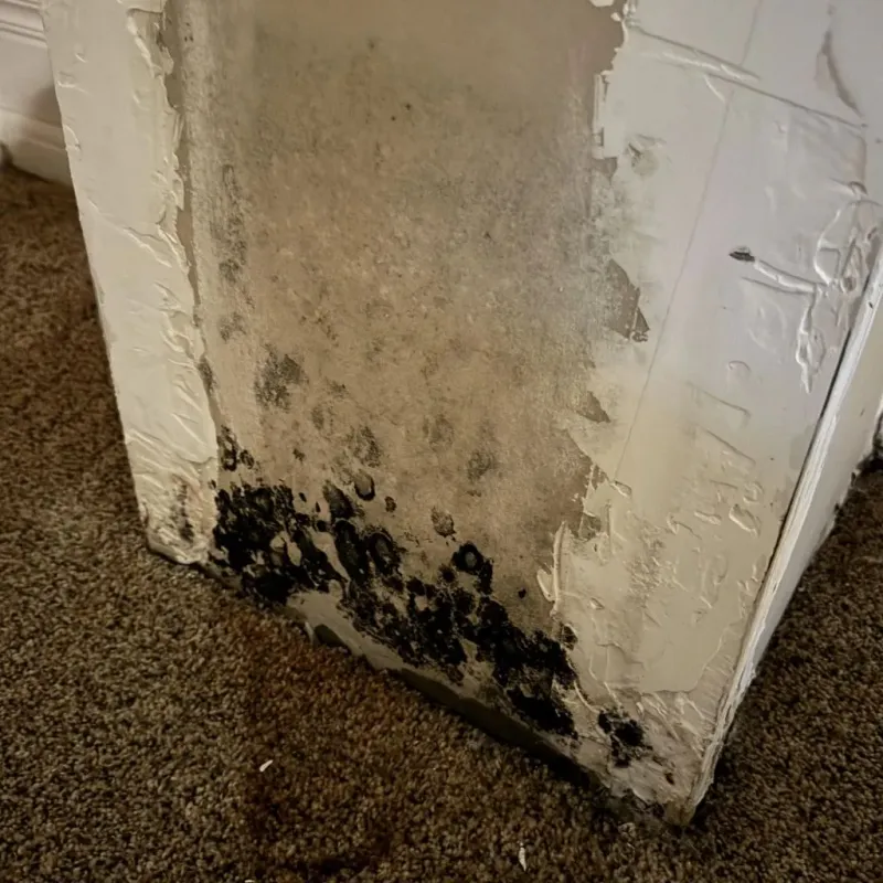 Professional Mold Removal in Newton, AL